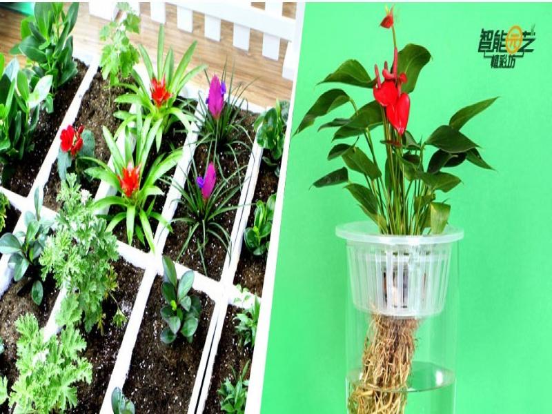 植彩坊智能家庭園藝機加盟