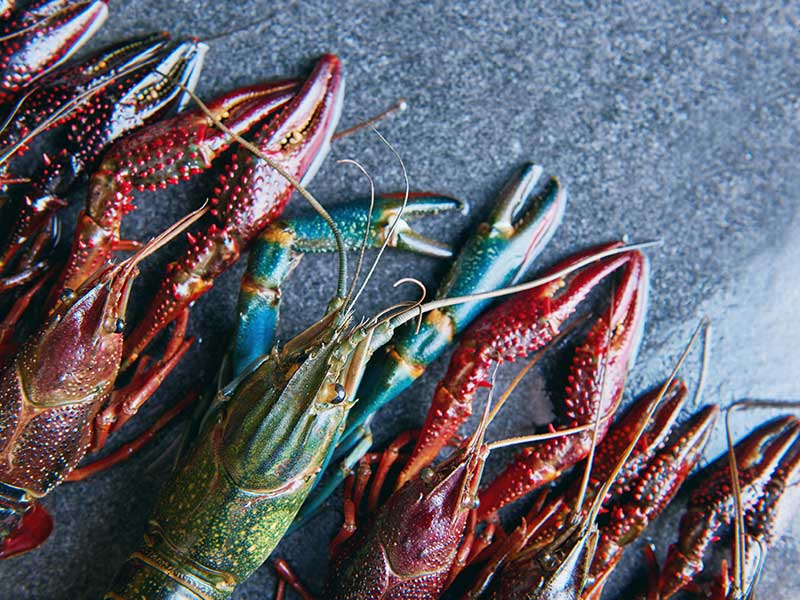 海錯島藍魔龍蝦