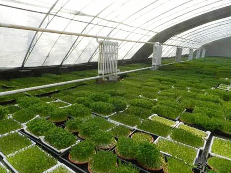 芽苗人家芽苗菜工坊