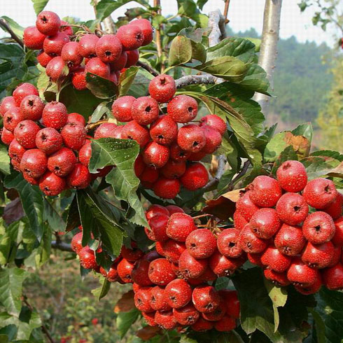 醉植德解酒成分之山楂